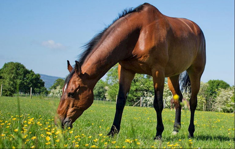 What happens after racehorses retire?