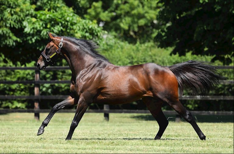The National Stud