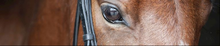 Racing News 