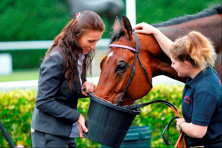 Horse Welfare