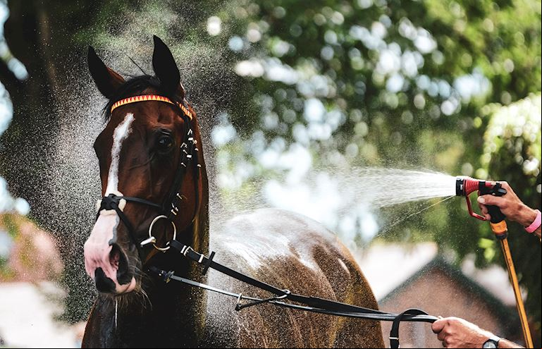 Stabling